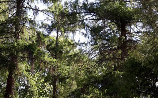 7. Aukštadvario dvaro parko maumedžiai1.jpg